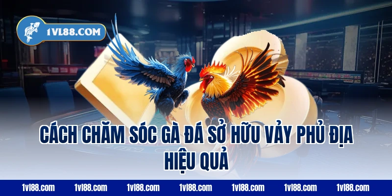 Cách chăm sóc gà đá sở hữu vảy phủ địa hiệu quả
