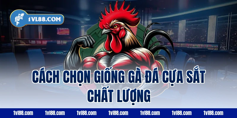 Cách chọn giống gà đá cựa sắt chất lượng