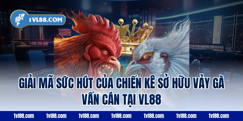 Giải mã sức hút của chiến kê sở hữu vảy gà vấn cán tại VL88