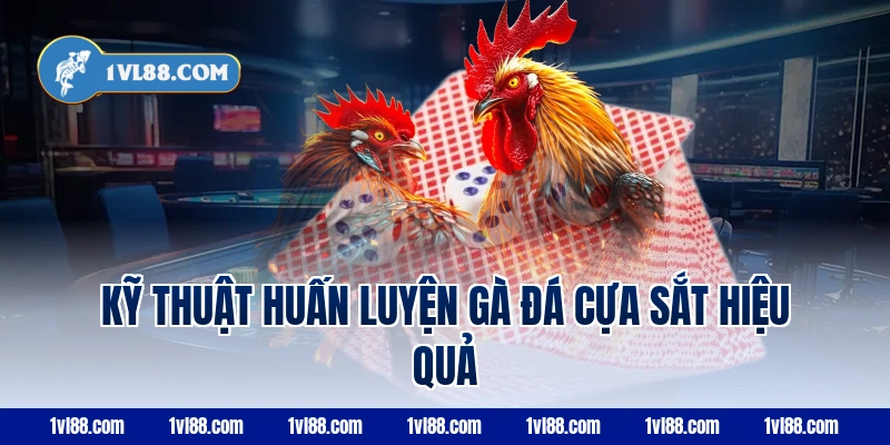 Kỹ thuật huấn luyện gà đá cựa sắt hiệu quả