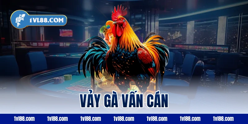 vảy gà vấn cán